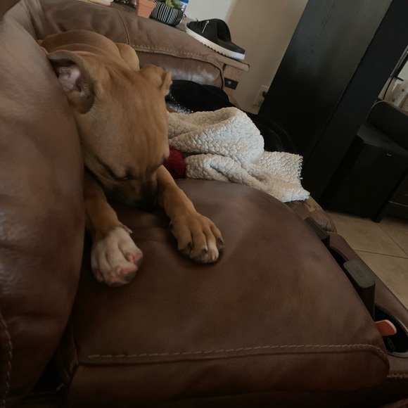 Meet your Posher, Sindy - Picture 1 of 1